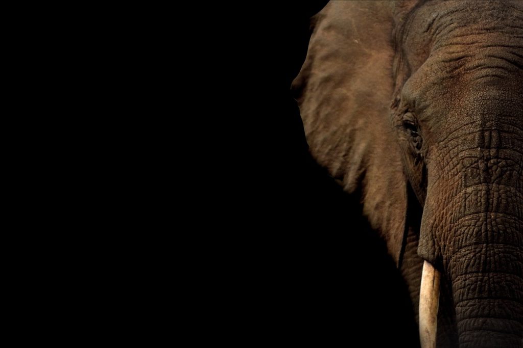 turismo responsable con animales